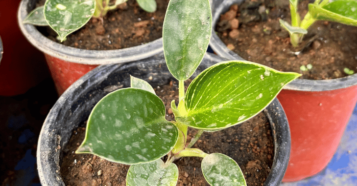 Interesting Facts About Philodendron Birkin